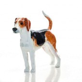AMERICAN FOXHOUND HN2526 - ROY