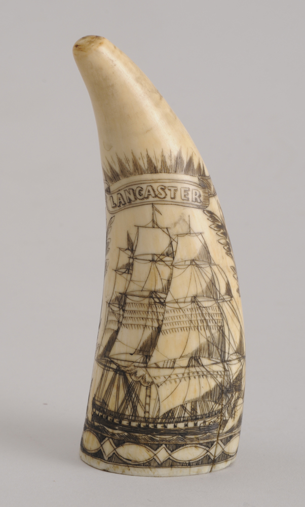 AMERICAN SCRIMSHAW CARVED WHALE'S