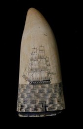 AMERICAN SCRIMSHAW SPERM WHALE