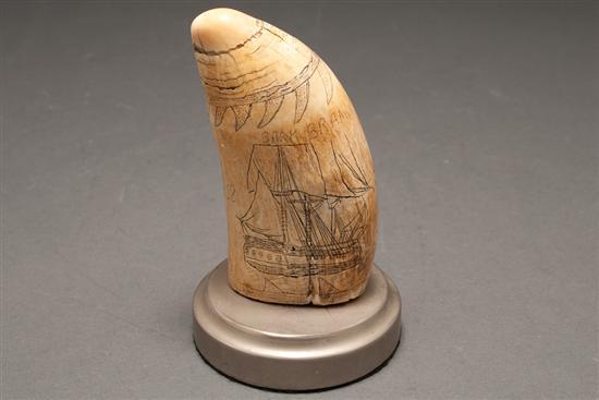 American scrimshaw whale tooth,