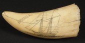 AMERICAN SCRIMSHAWED SPERM WHA