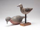 AMERICAN SHOREBIRD AND PIGEON