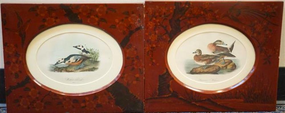 AMERICAN WIDGEON AND WESTERN
