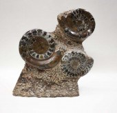 AMMONITE FOSSIL SLAB, FEATURIN