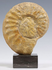 AMMONITE FOSSIL SPECIMEN ON BL