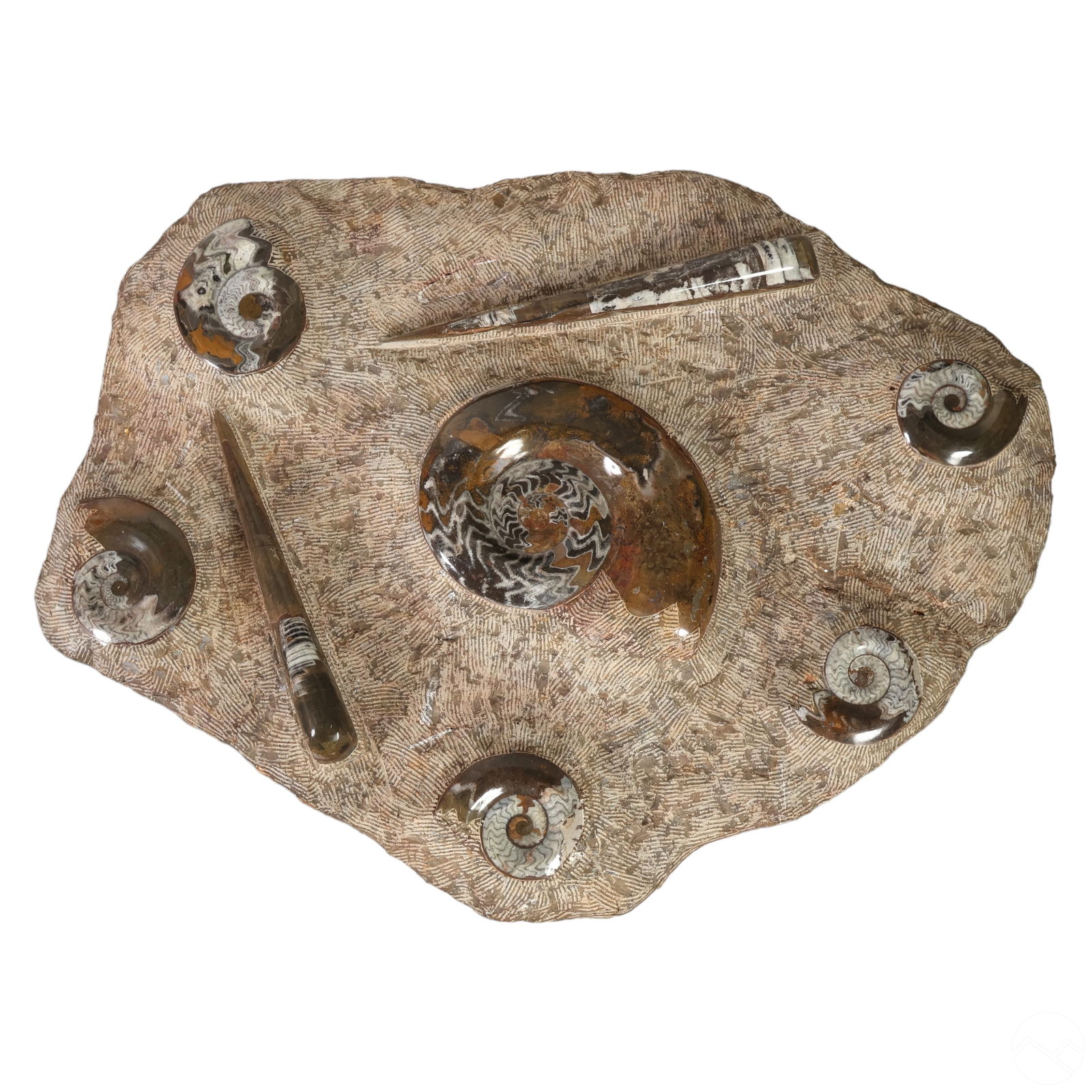 AMMONITE & ORTHOCERAS MONUMENTAL