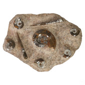 AMMONITE & ORTHOCERAS MONUMENT
