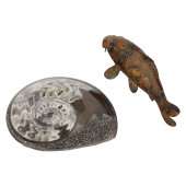 AMMONITE PREHISTORIC FOSSIL &