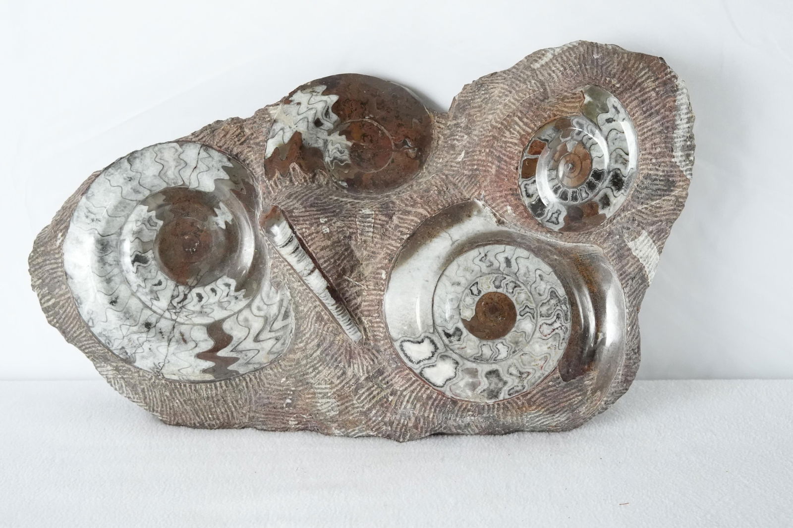 AMMONITE & STAGMITE FOSSIL