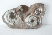 AMMONITE & STAGMITE FOSSIL CLU