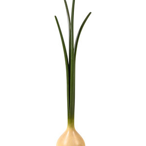 An American Painted Oak Scallion