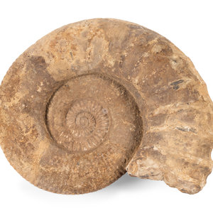 An Ammonite Fossil Cretaceous,