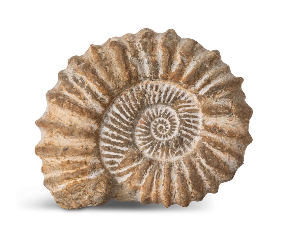 AN AMMONITE FOSSILAn Ammonite