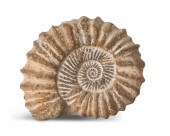 AN AMMONITE FOSSILAn Ammonite