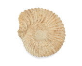 AN AMMONITE FOSSIL<br>An ammon