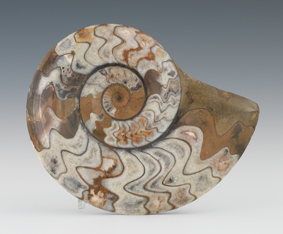 An Ammonite Specimen Morocco A
