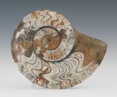 An Ammonite Specimen Morocco A