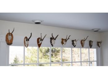 An assembled collection of twelve