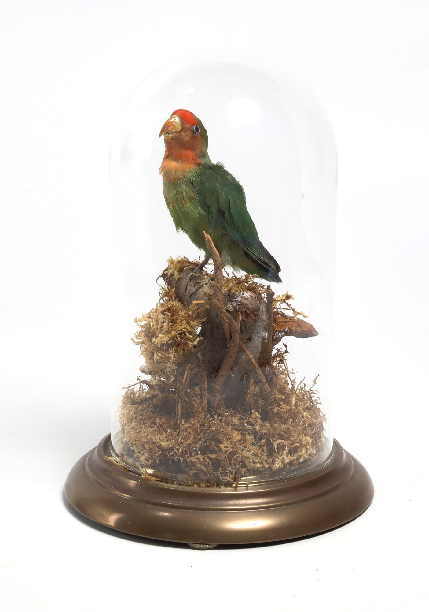 AN AVIAN TAXIDERMY SPECIMENAn Avian