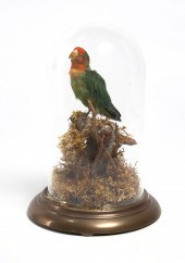 AN AVIAN TAXIDERMY SPECIMENAn