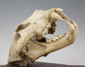 An early 20th century taxiderm