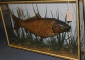 An Edwardian taxidermic carp i