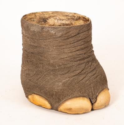 An elephant foot waste paper