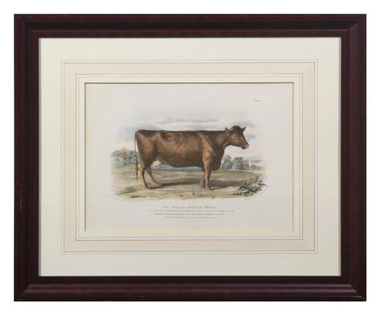 An English Colored Lithograph