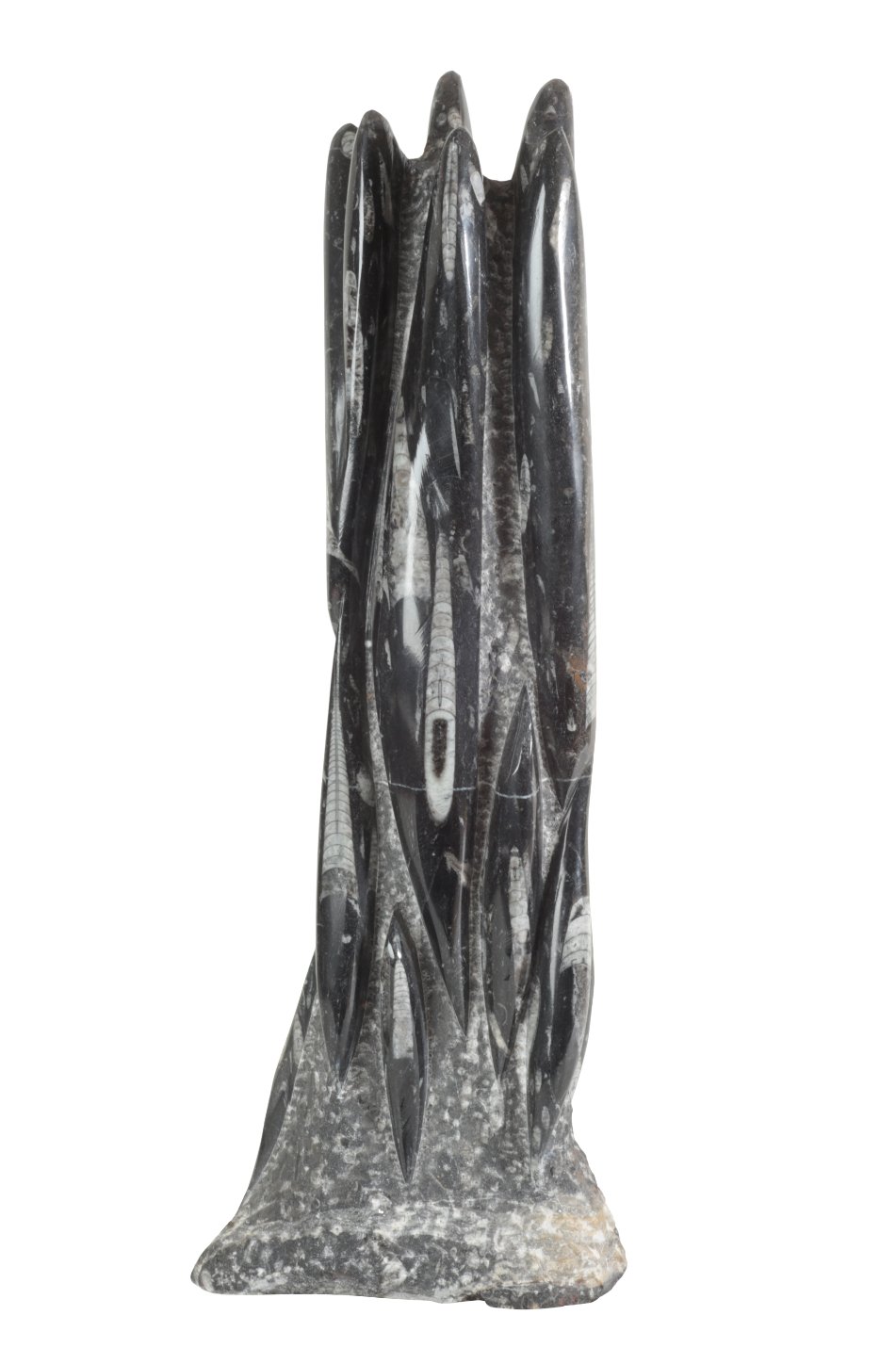AN ORTHOCERAS FOSSIL PILLAR 55cm
