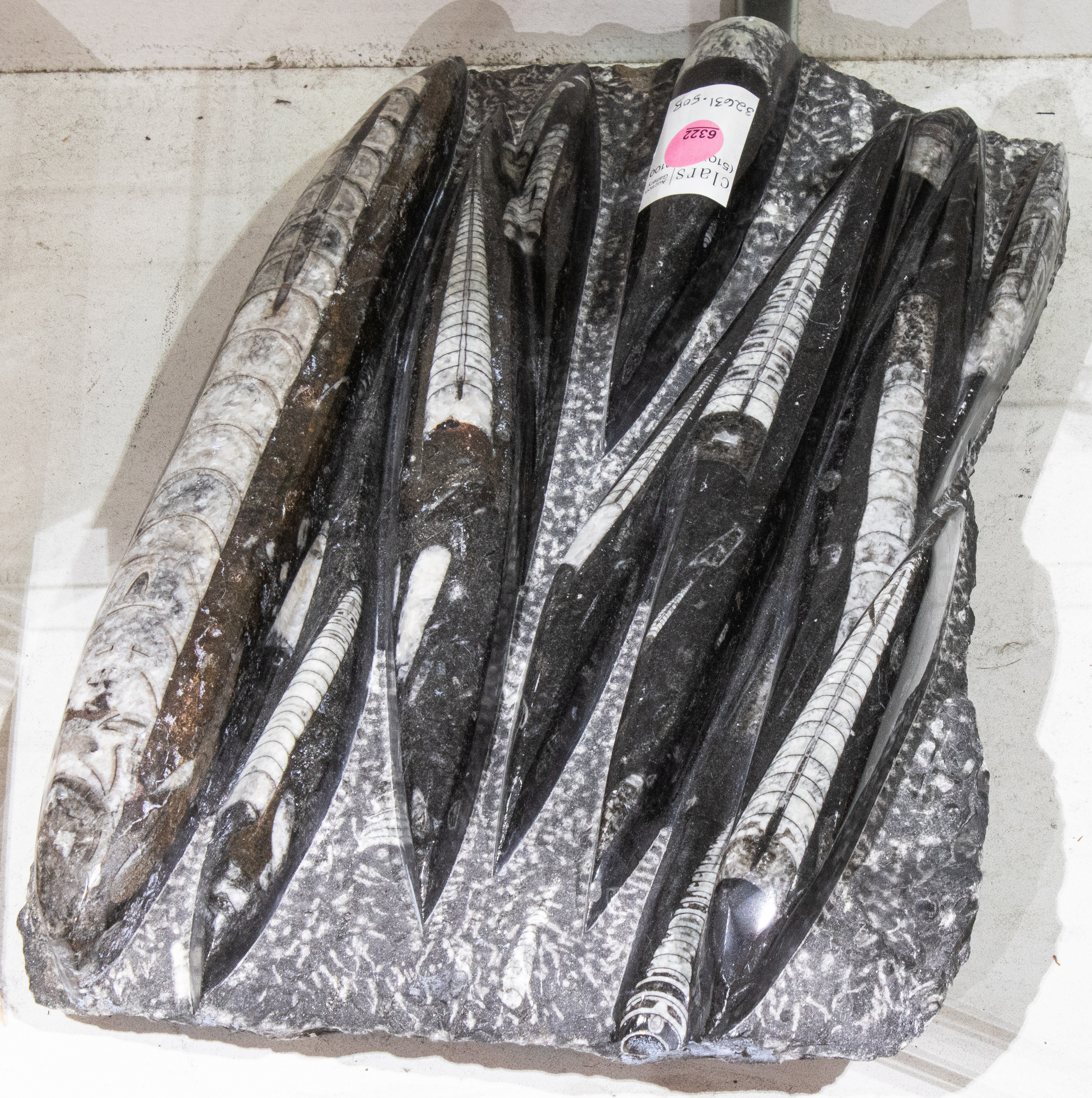 AN ORTHOCERAS POLISHED FOSSIL