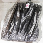 AN ORTHOCERAS POLISHED FOSSIL