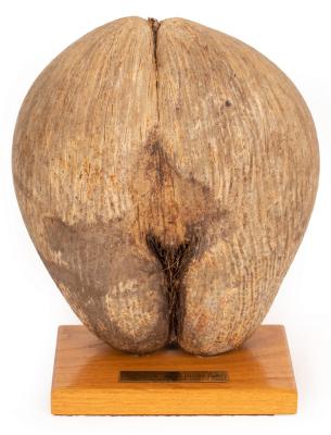 An unpolished Coco de Mer on an oak