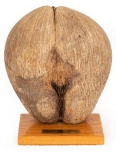 An unpolished Coco de Mer on a
