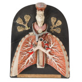 ANATOMIC PHARYNX, LARYNX, LUNG