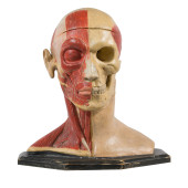 ANATOMICAL DIDACTIC HUMAN HEAD
