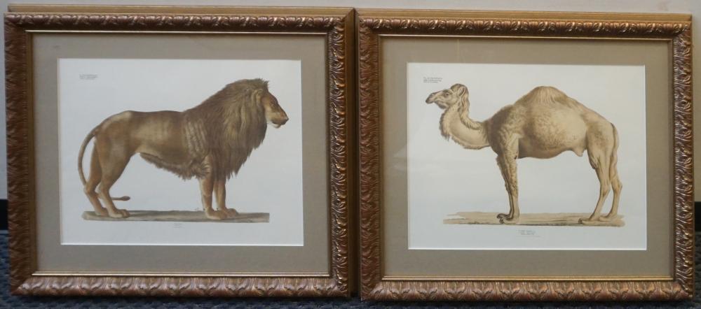 ANATOMICAL DRAWINGS OF LION AND
