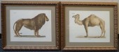 ANATOMICAL DRAWINGS OF LION AN