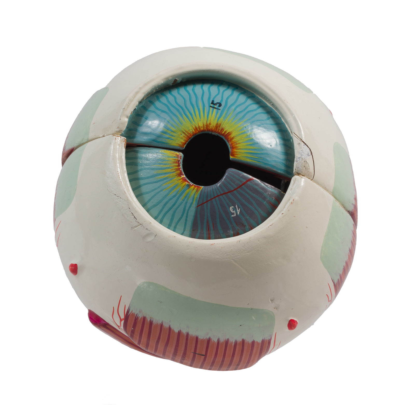 ANATOMICAL EYEBALL