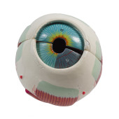 ANATOMICAL EYEBALL MODEL<br>An