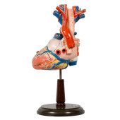 ANATOMICAL HEART MODEL, CLAY A