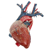 ANATOMICAL HEART MODEL, DR. AU