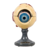 ANATOMICAL HUMAN EYE MODEL<br>