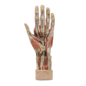 ANATOMICAL HUMAN HAND MODEL<br