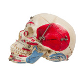 ANATOMICAL HUMAN SKULL, MEDICA
