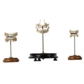 ANATOMICAL HUMAN TEETH<br>Anat