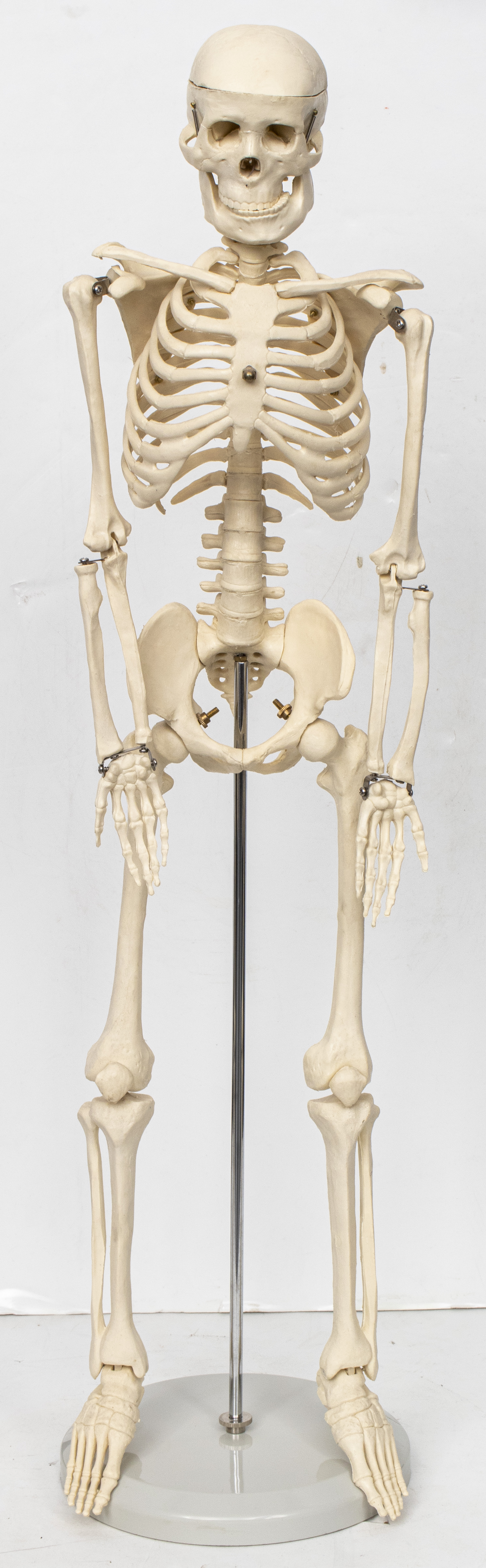 ANATOMICAL MODEL OF A HUMAN