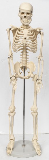 ANATOMICAL MODEL OF A HUMAN SK