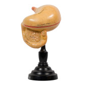 ANATOMICAL MODEL OF THE STOMAC