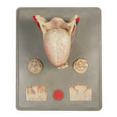 ANATOMICAL TONGUE MODEL<br>Ana