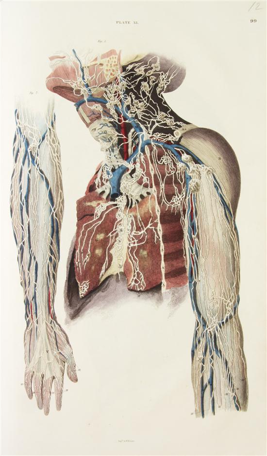 (ANATOMY) LIZARS JOHN A System of